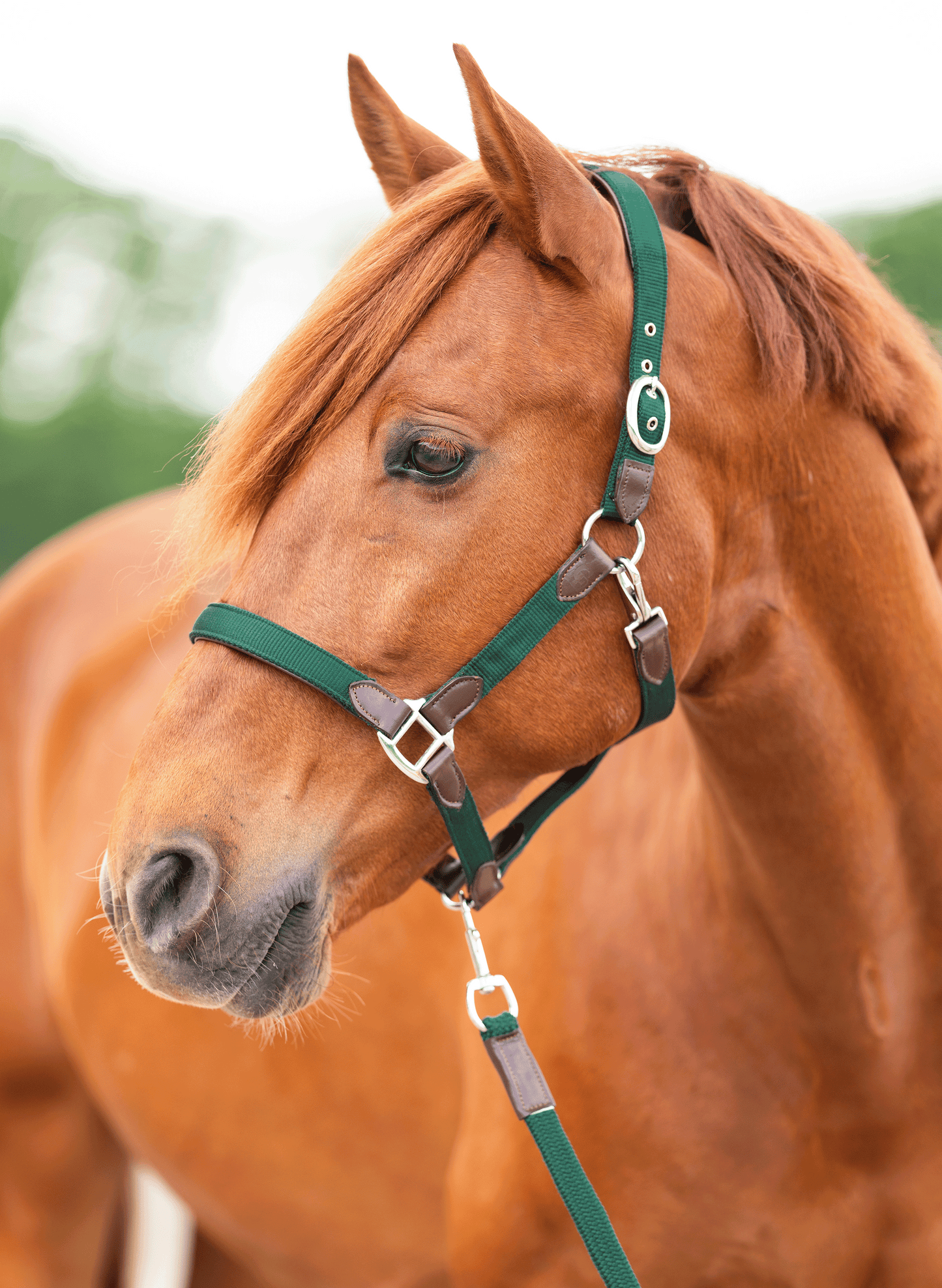 CheFauve Luxe Halster met touw