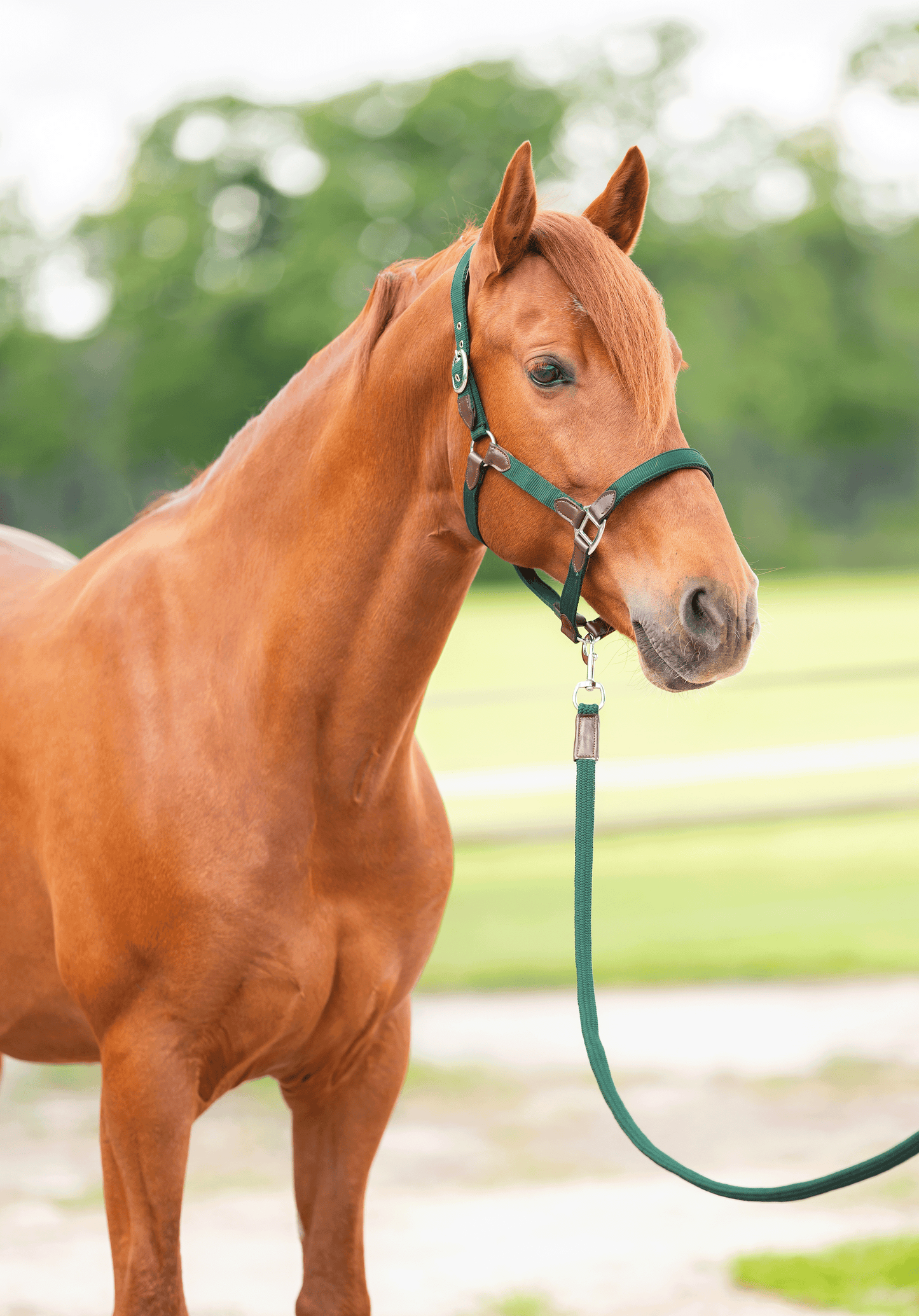 CheFauve Luxe Halster met touw