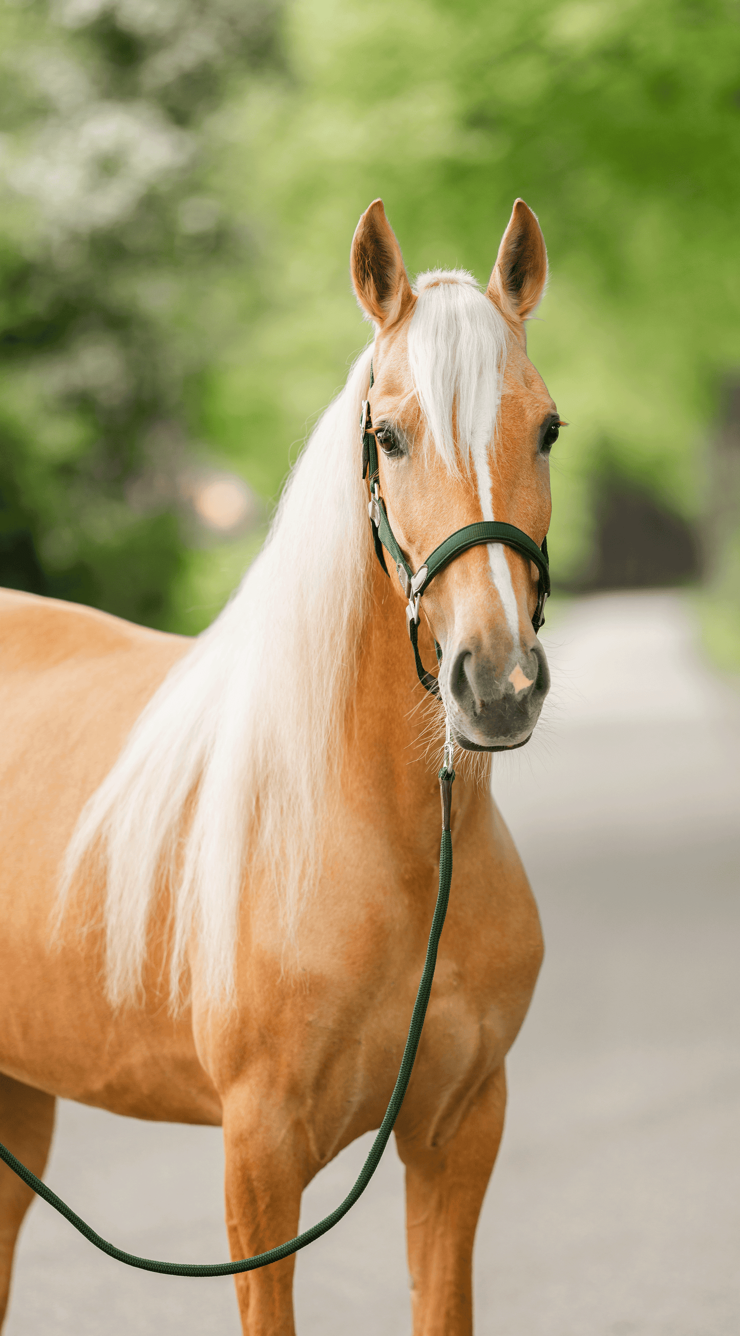 CheFauve Luxe Halster met touw