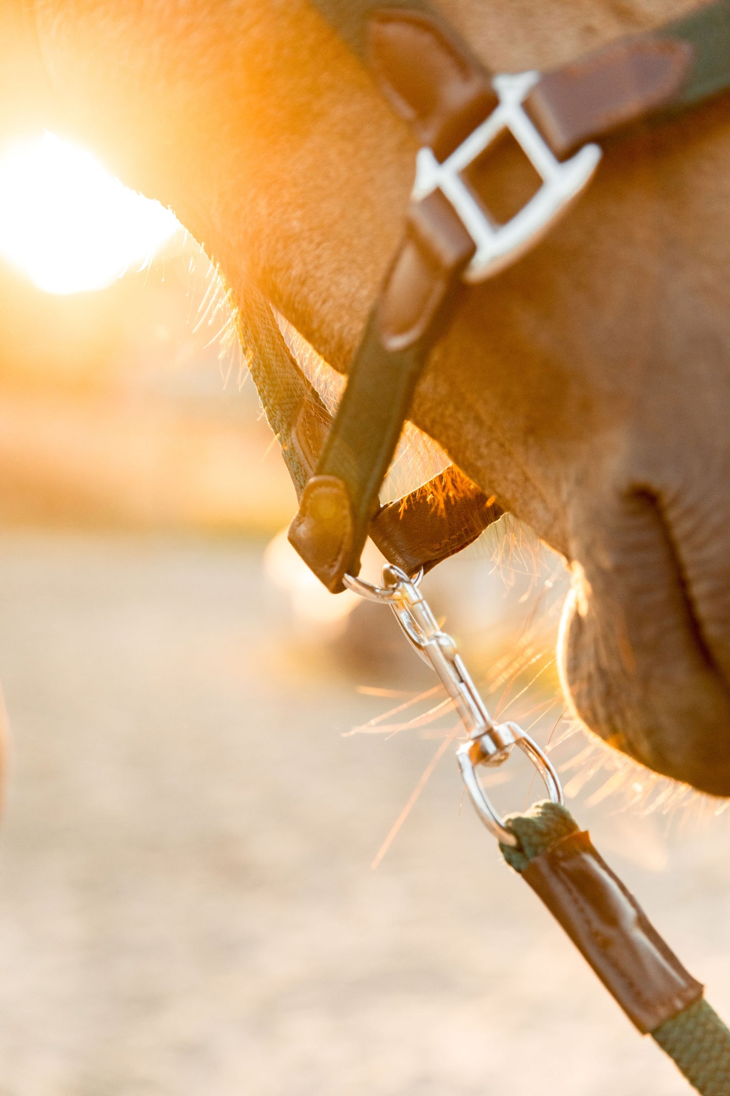 CheFauve Luxe Halster met touw